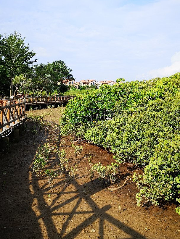 Mangrove Bay Wetland Experience-澄迈县必去景点