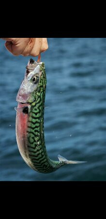 Diligence Mackerel Trips-梅瓦吉西必去景点