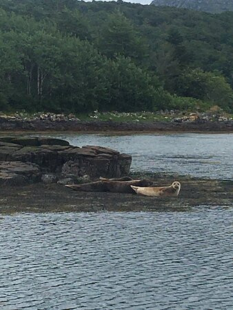 Gairloch Glass Bottom Boat Cruises景点图片