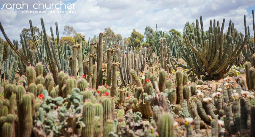 Cactus Country景点图片