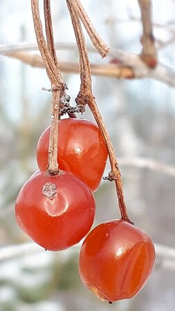 Birds Hill Provincial Park-曼尼托巴省必去景点