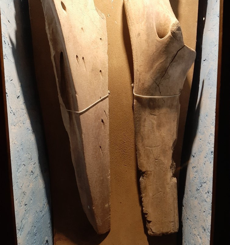 Museo Paleontologico景点图片