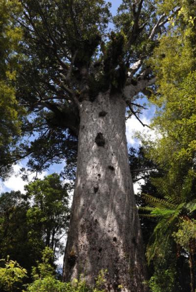 Waipoua Forest Kauri Tour - Mydo New Zealand景点图片