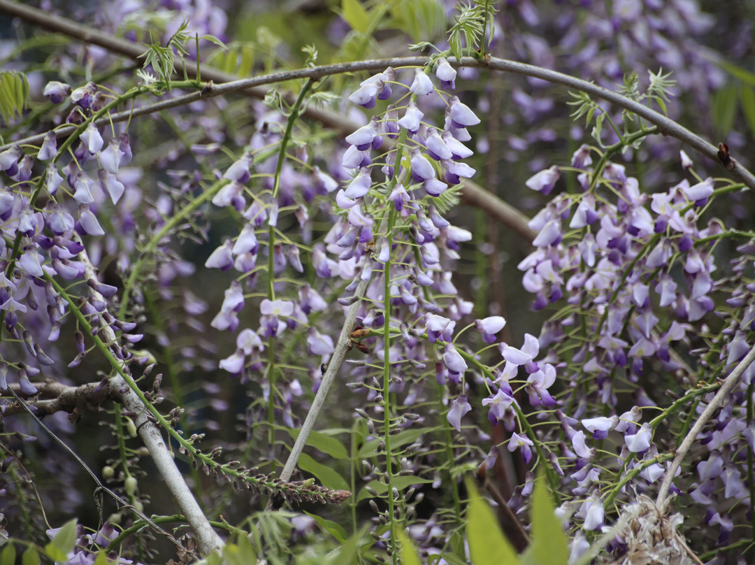 Kotsumisan Ryuzu-ji Temple