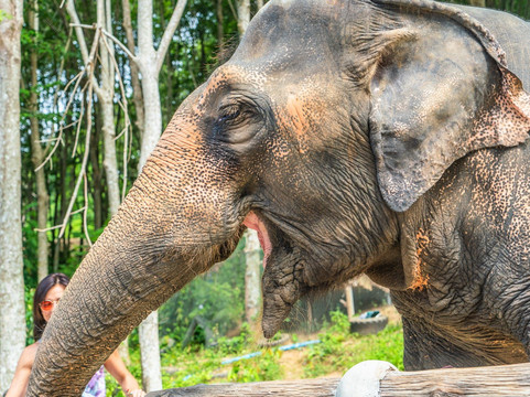 Chalong Elephant Retirement-普吉镇必去景点