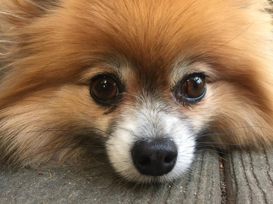 Mountain Paws Pet Boutique-Idyllwild必去景点