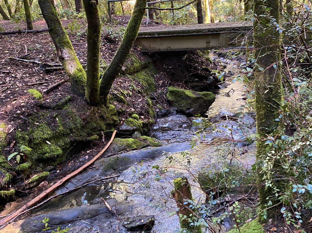 Montgomery Woods State Reserve景点图片