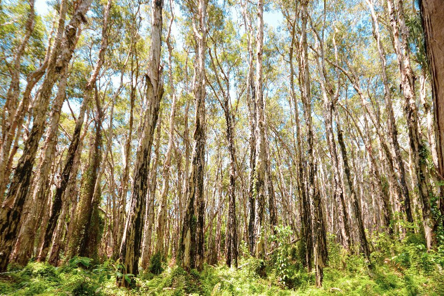 Paperbark Forest Walk-Agnes Water必去景点