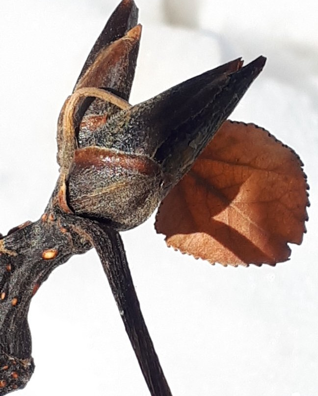 Old Market Square-温尼伯必去景点