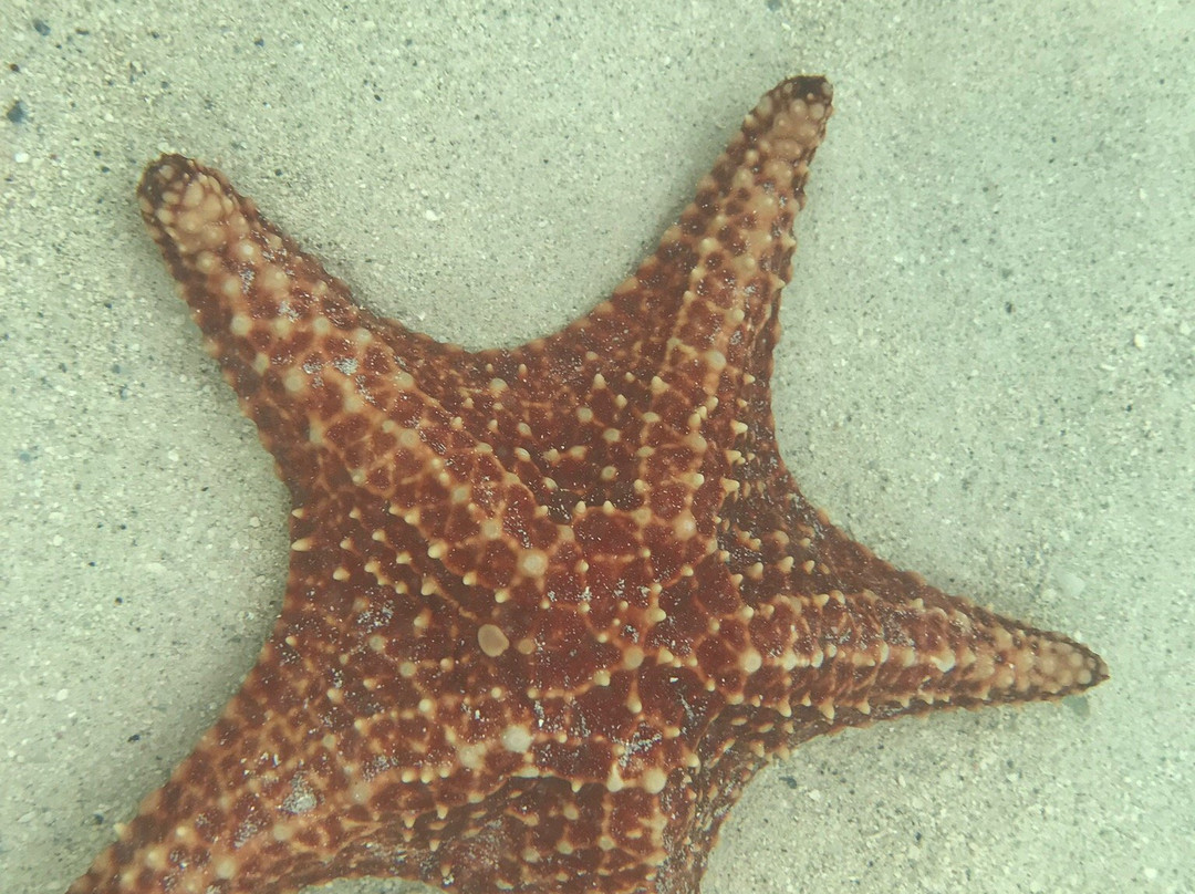 Starfish Point景点图片
