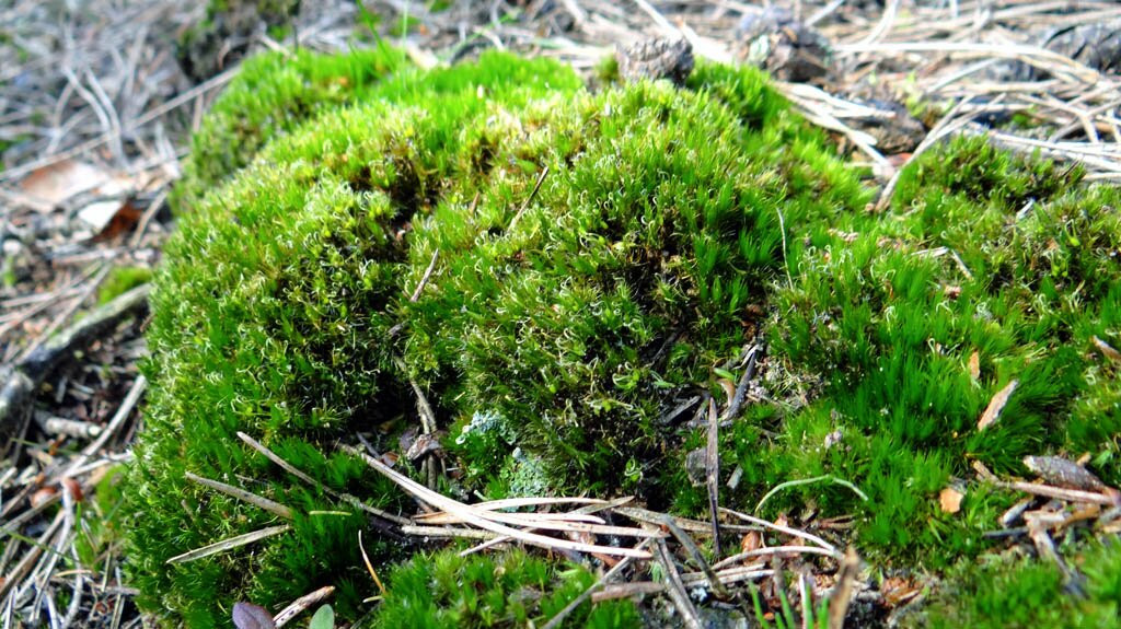 Kootwijkerzand-Kootwijk必去景点