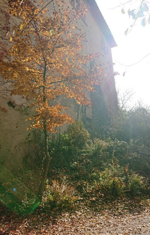 Schloss Hallegg景点图片