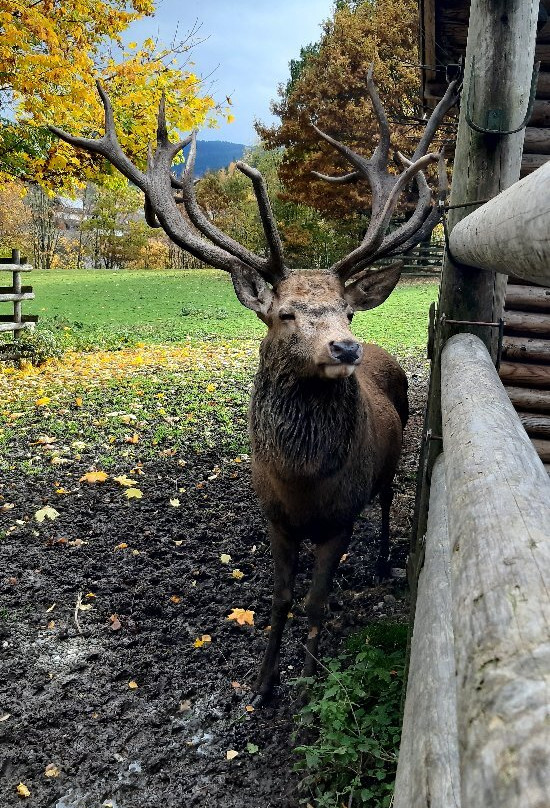 Bayerwald-Tierpark-Lohberg必去景点