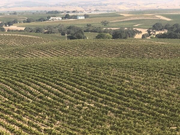 Steinbeck Vineyards & Winery景点图片