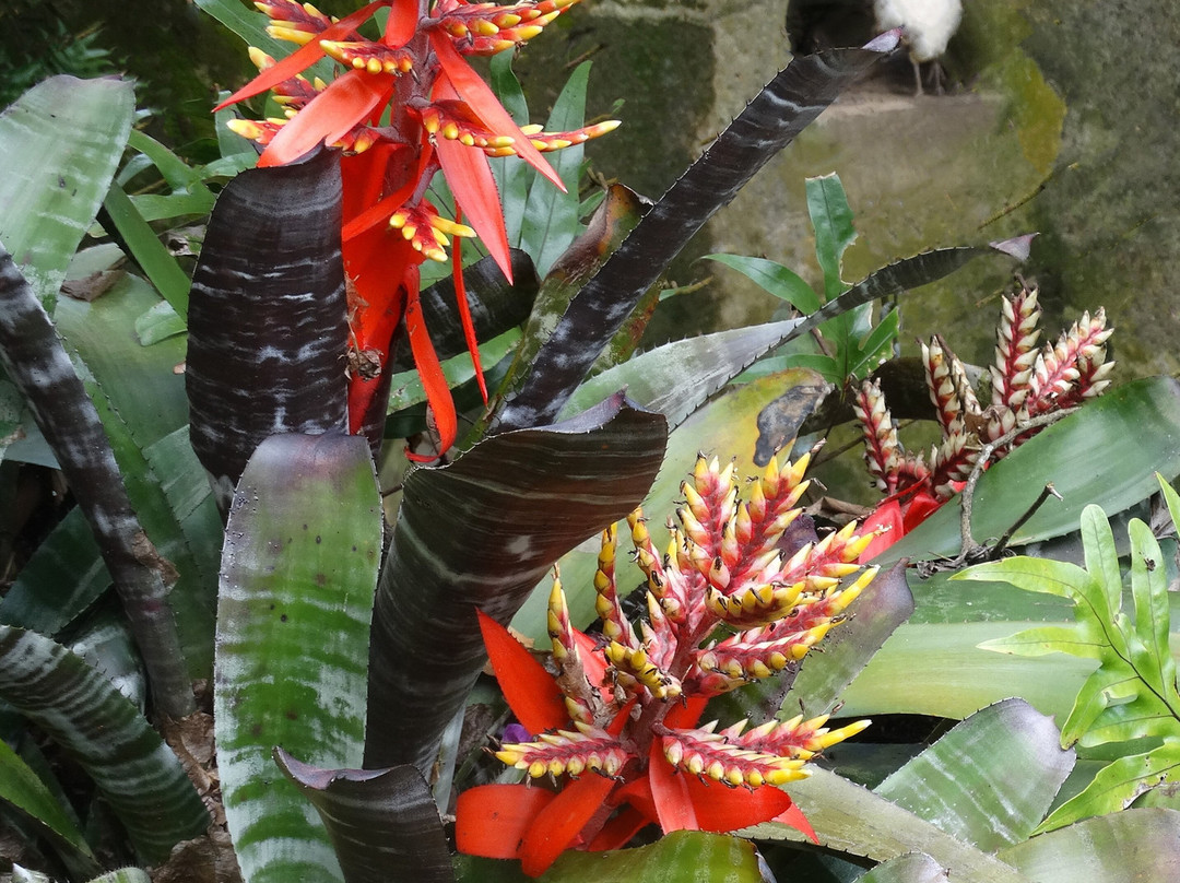Plantation Crown and Hawk Botanical Garden-圣 托马斯必去景点