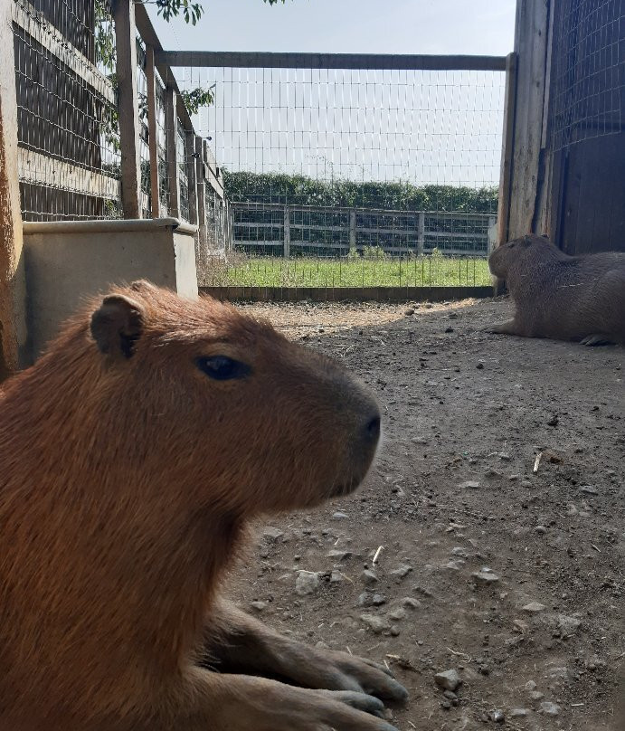 Woodside Wildlife Park景点图片