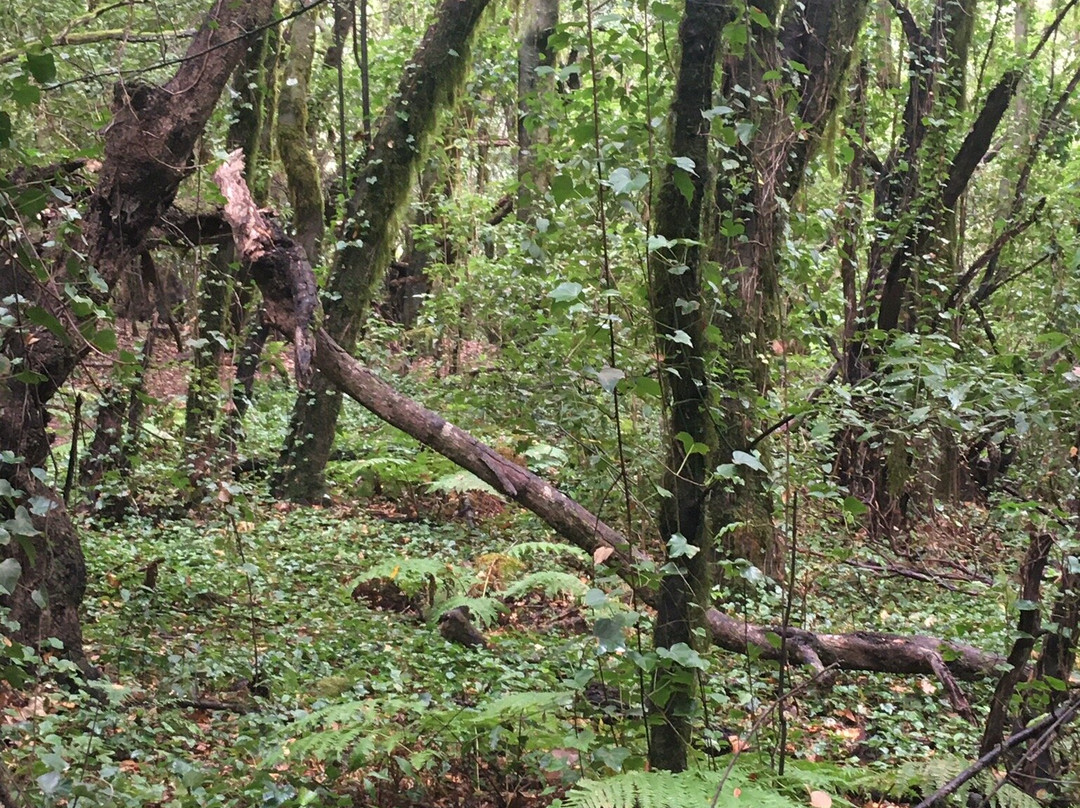 Bosque del Cedro景点图片