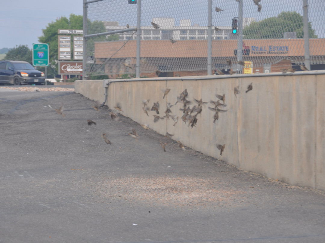 Baymont by Wyndham Grand Junction主图