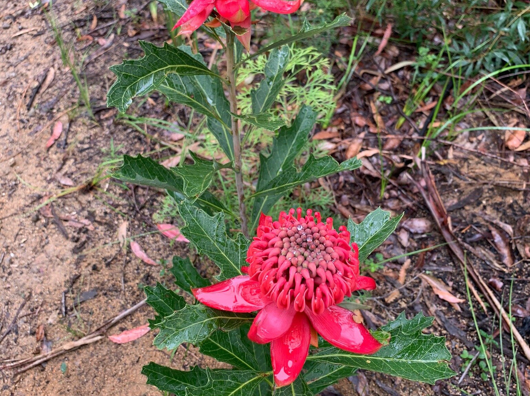 Ulladulla Wildflower Reserve景点图片