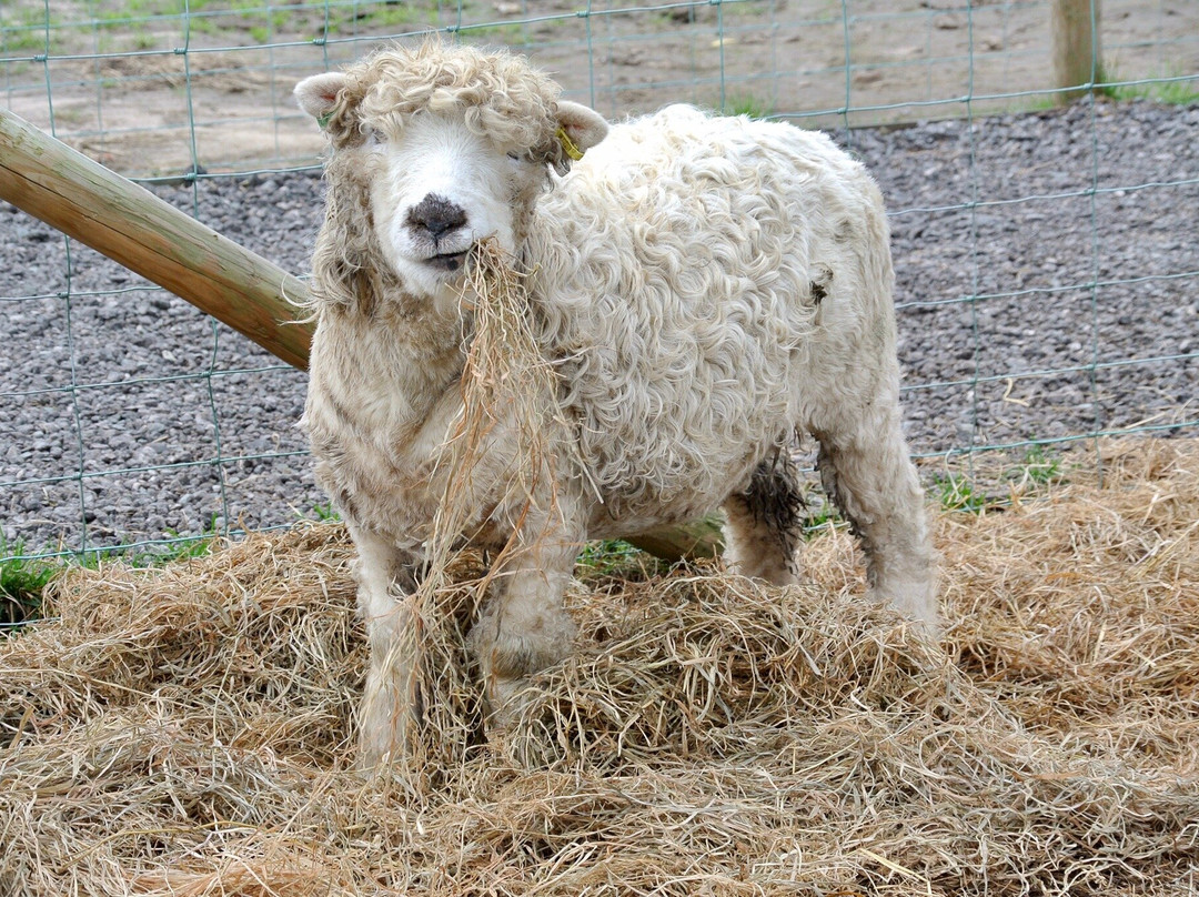 Apple Cast Farm-Newburgh必去景点