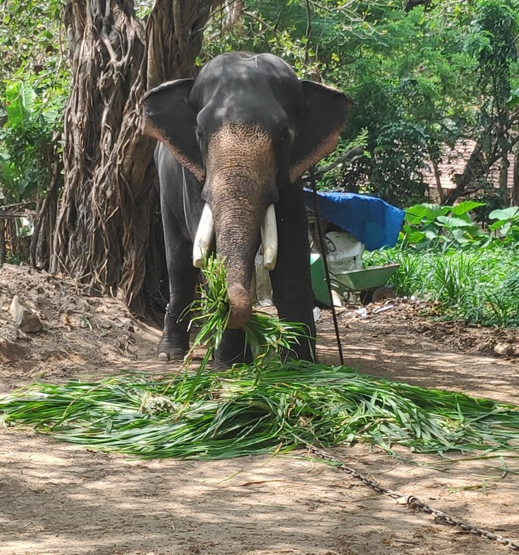 Elephant Camp Sanctuary景点图片