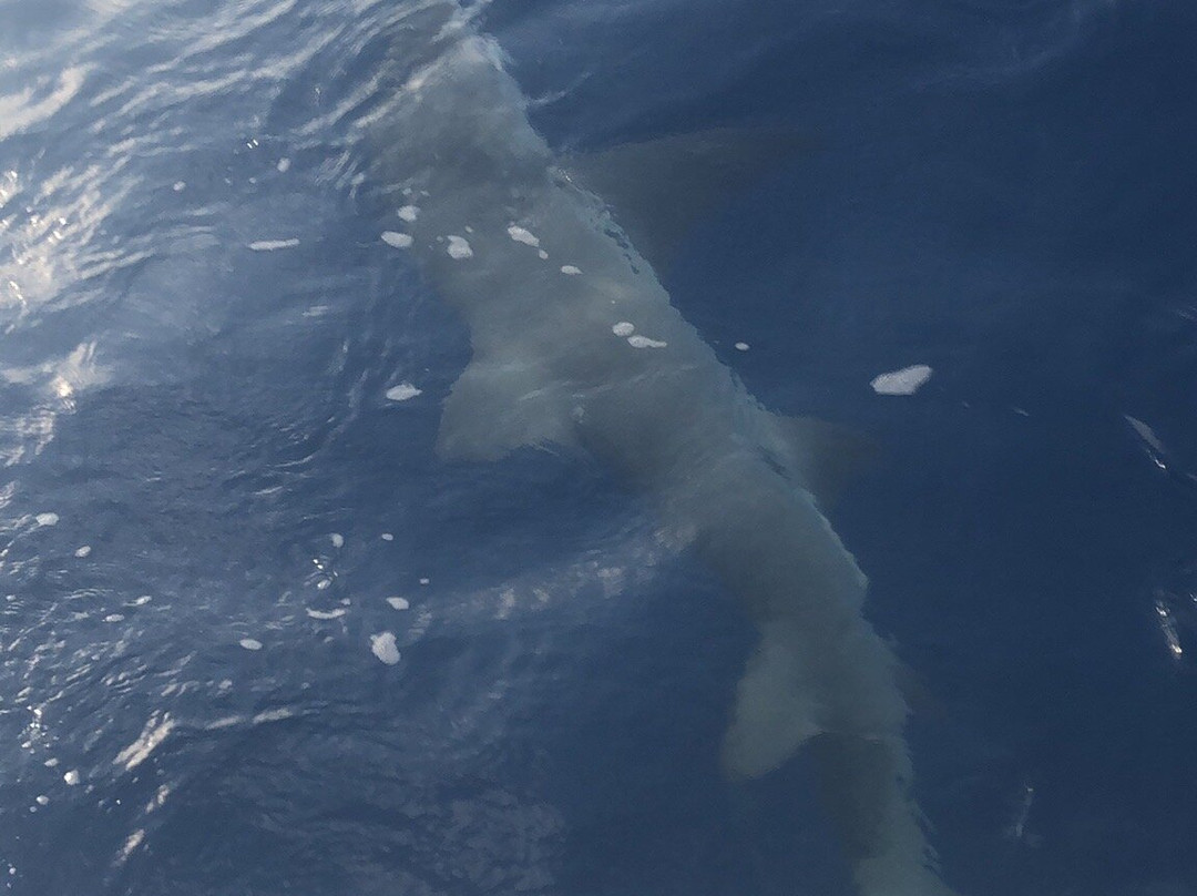 Knee Deep Charters-基韦斯特必去景点