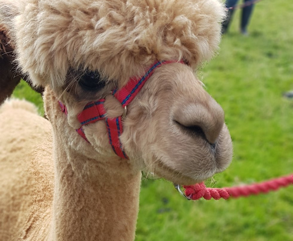 Lindway Springs Alpacas景点图片