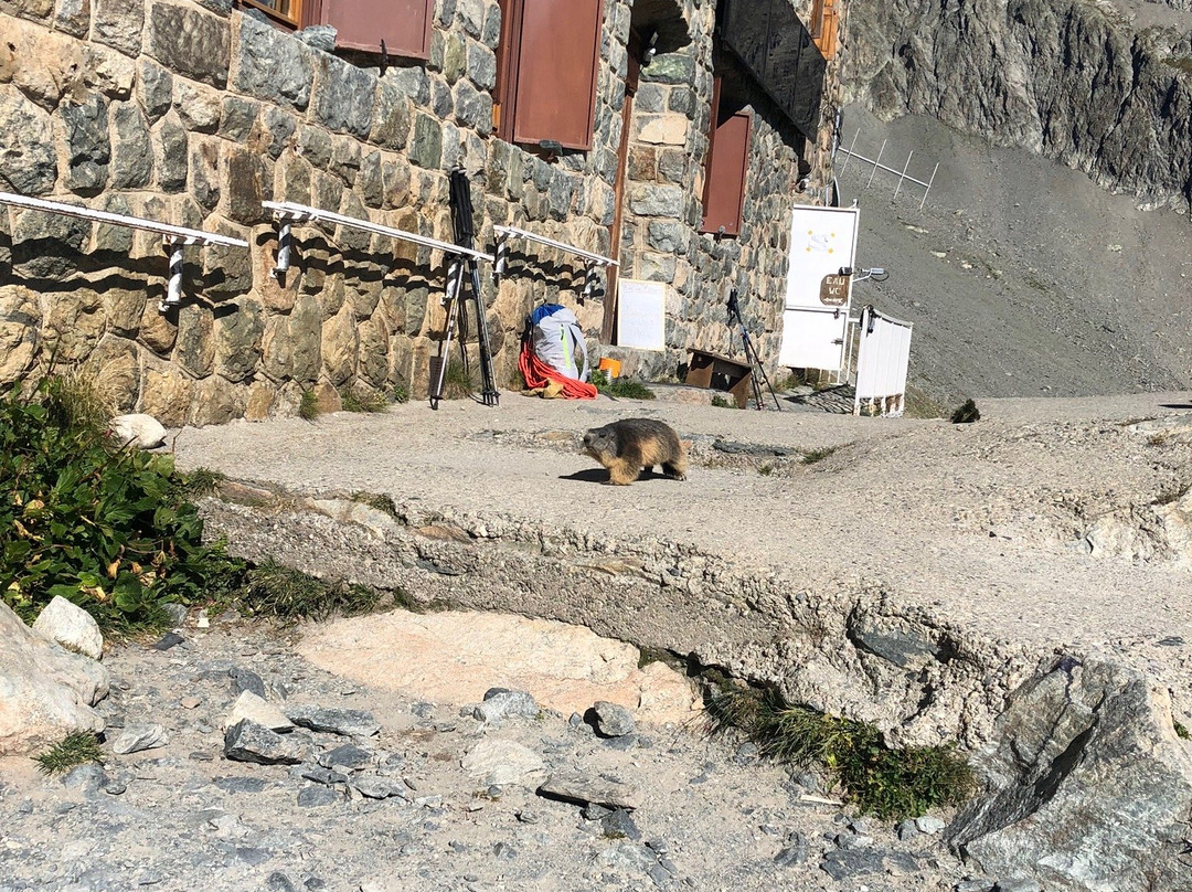 Refuge du Glacier Blanc景点图片