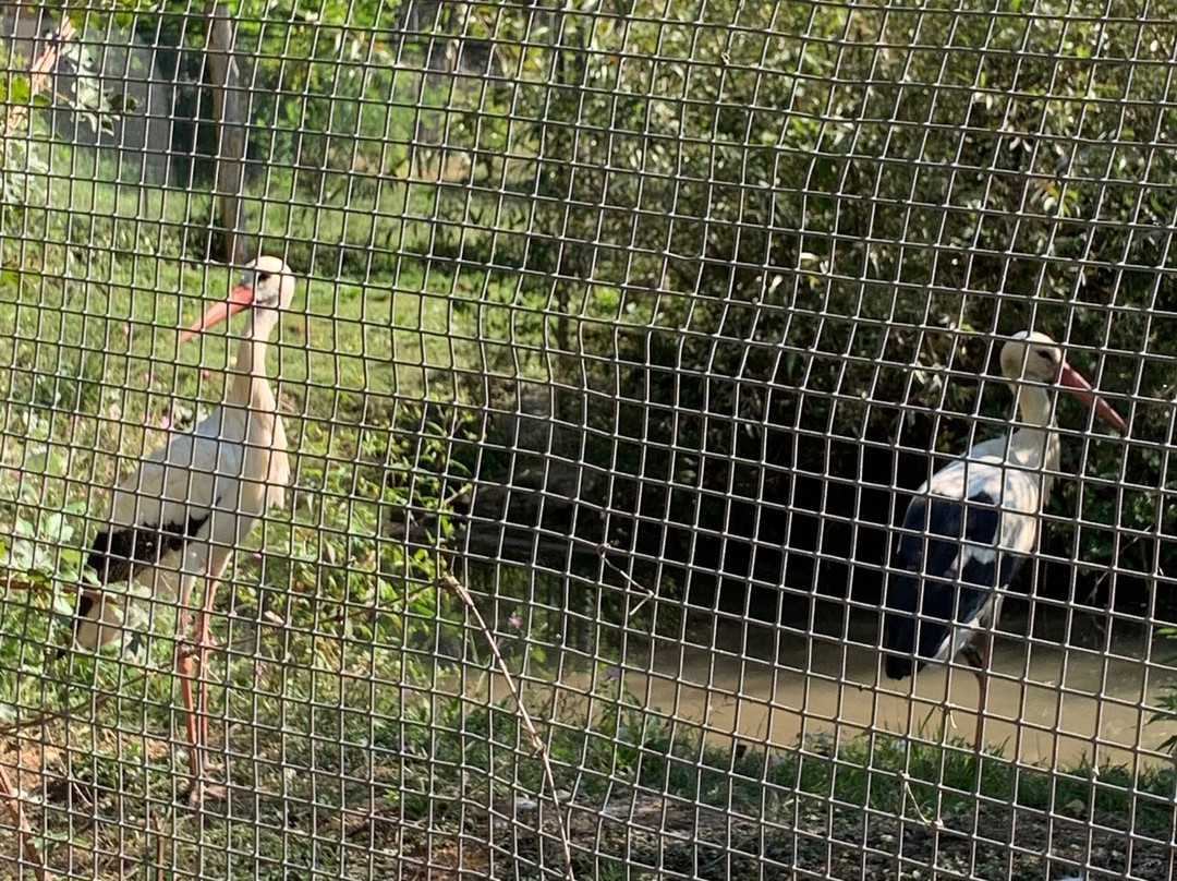 Parco Zoo di Poppi-波皮必去景点
