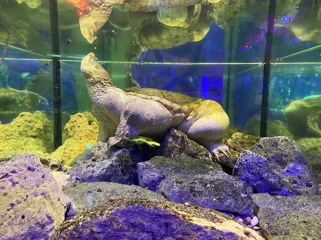 Aquarium in Yevpatoriya-Yevpatoriya必去景点
