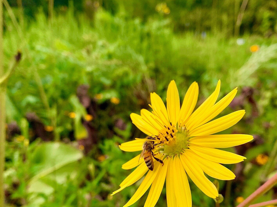 Lincoln Log Cabin-Lerna必去景点