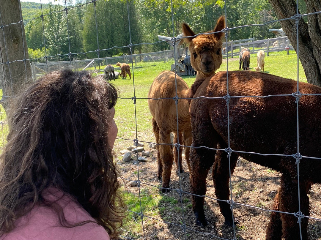 Alpagas Sutton-Sutton必去景点