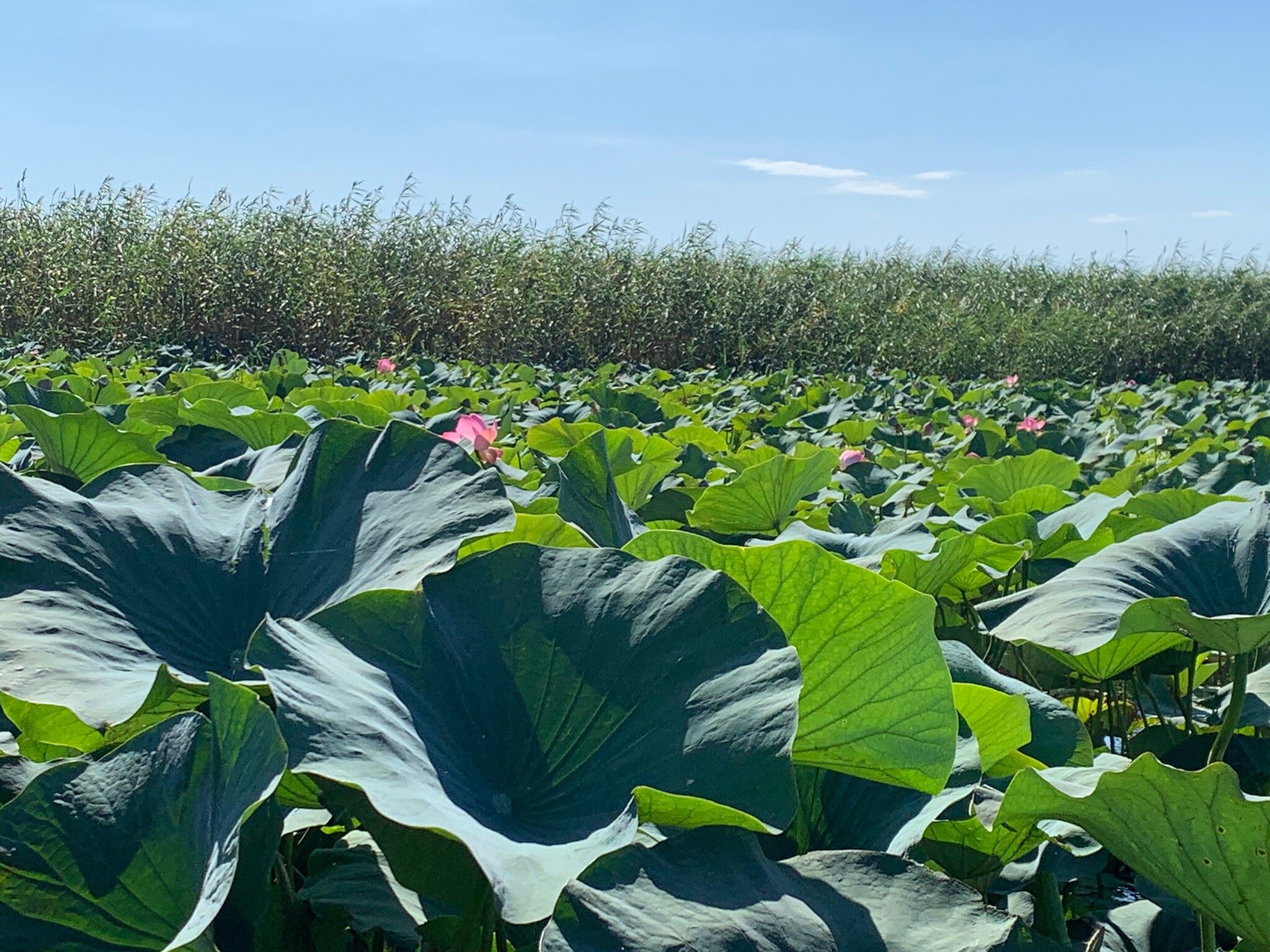 Rybatskiy Hotel Etel-官方