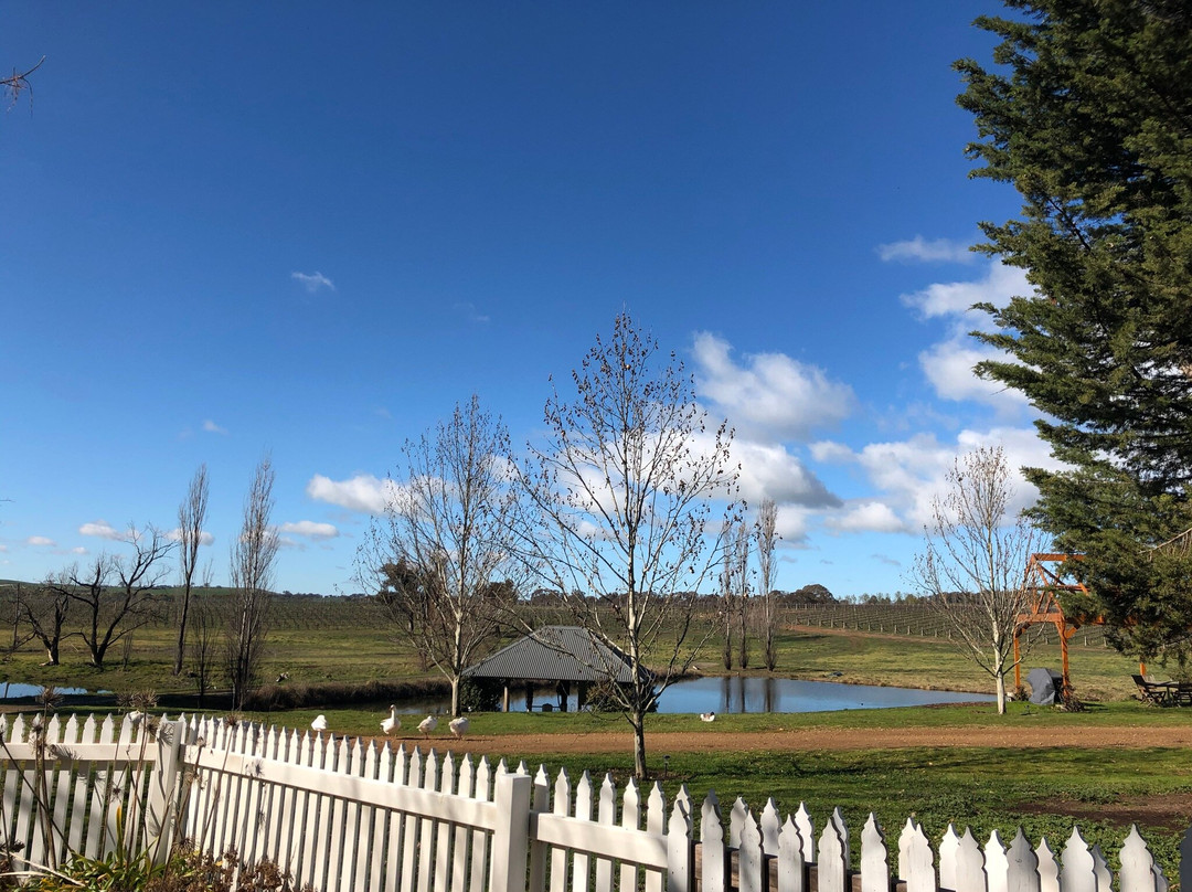 Mayfield Vineyard