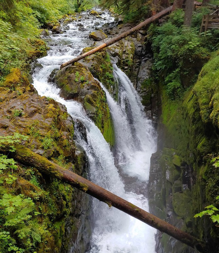 Olympic National Park and Forest Lake Quinault Tours景点图片