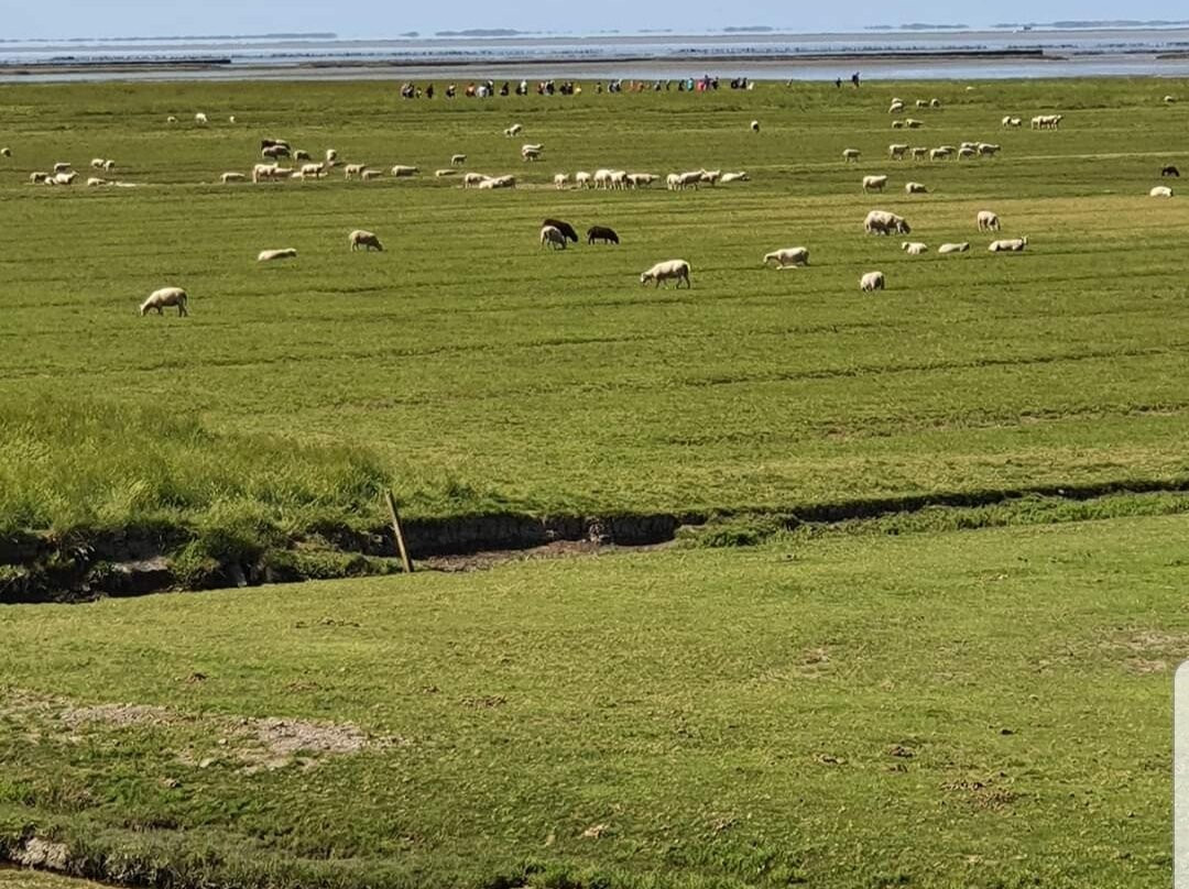 Wadlopen Pieterburen-Pieterburen必去景点