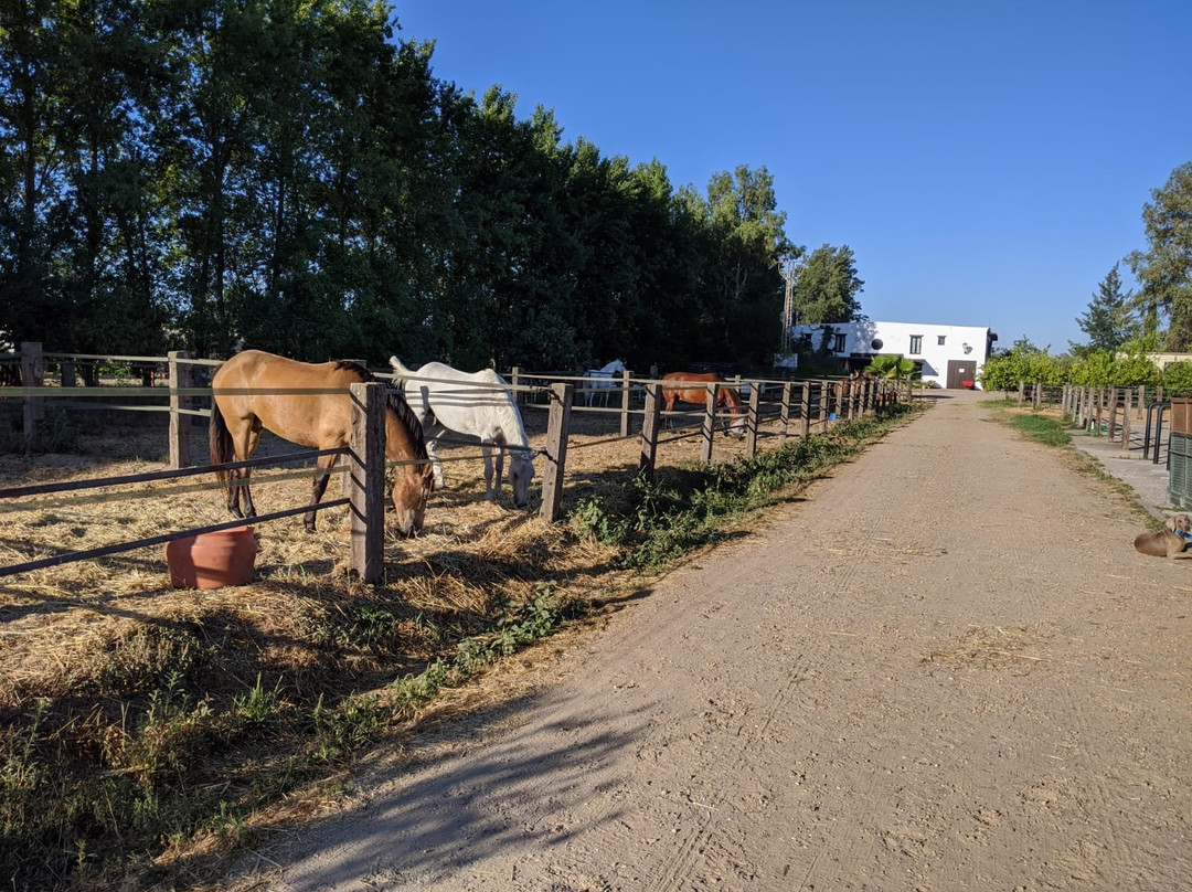 Doñana Dressage景点图片