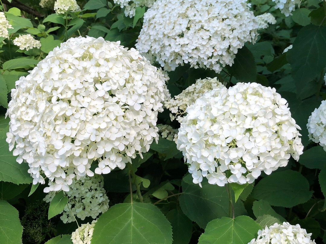 Arboretum des Grandes Bruyeres-Ingrannes必去景点