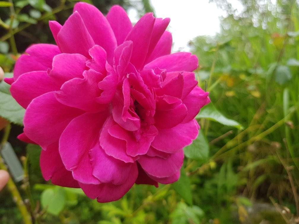 Le Jardin de Boissonna景点图片