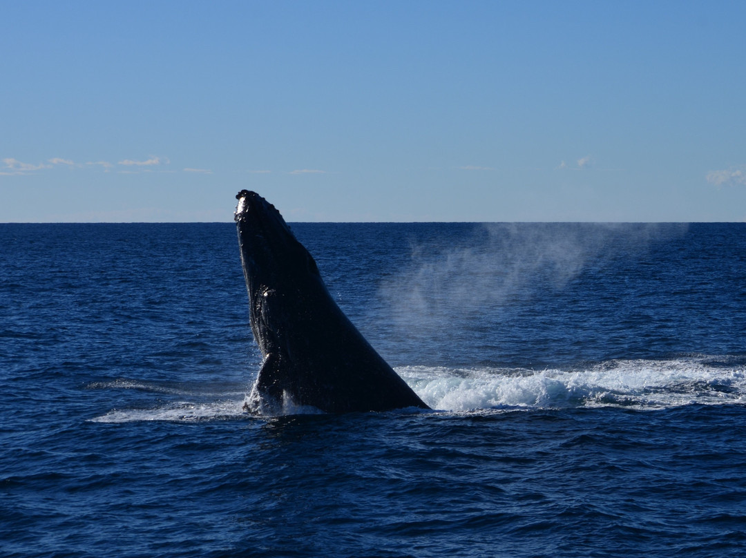 Coolangatta Whale Watch-堤维德岬必去景点
