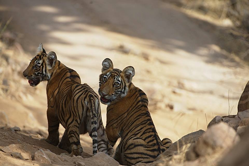 Ranthambhore excursion-瑟瓦伊马托布尔必去景点
