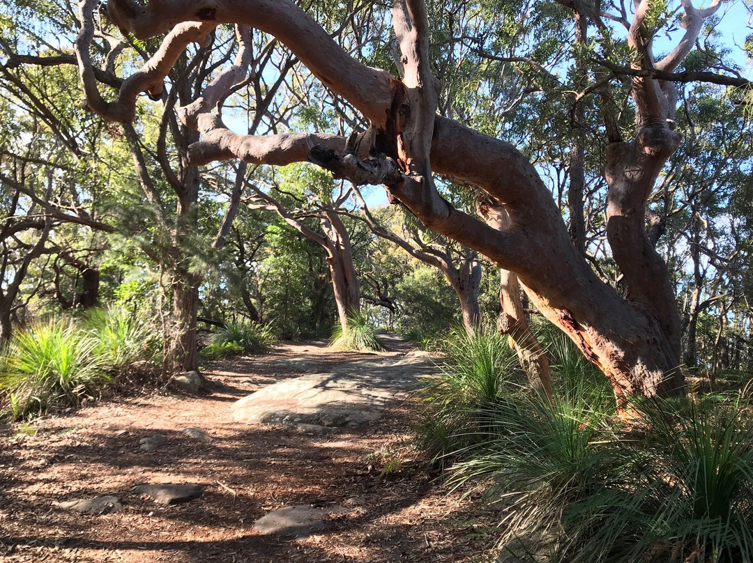 Mount Ettalong Lookout景点图片