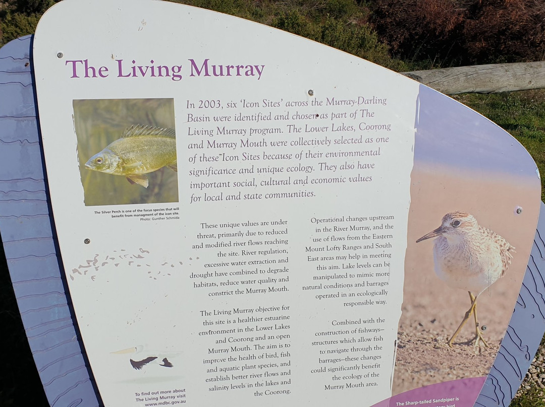 Murray Mouth Lookout-Hindmarsh Island必去景点