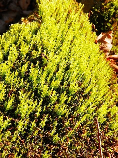 Tenpyo no oka Park-下野市必去景点