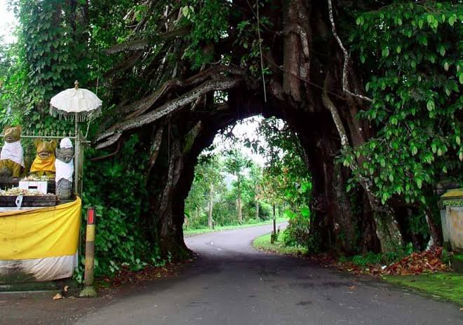Bunut Bolong-佩库塔腾必去景点