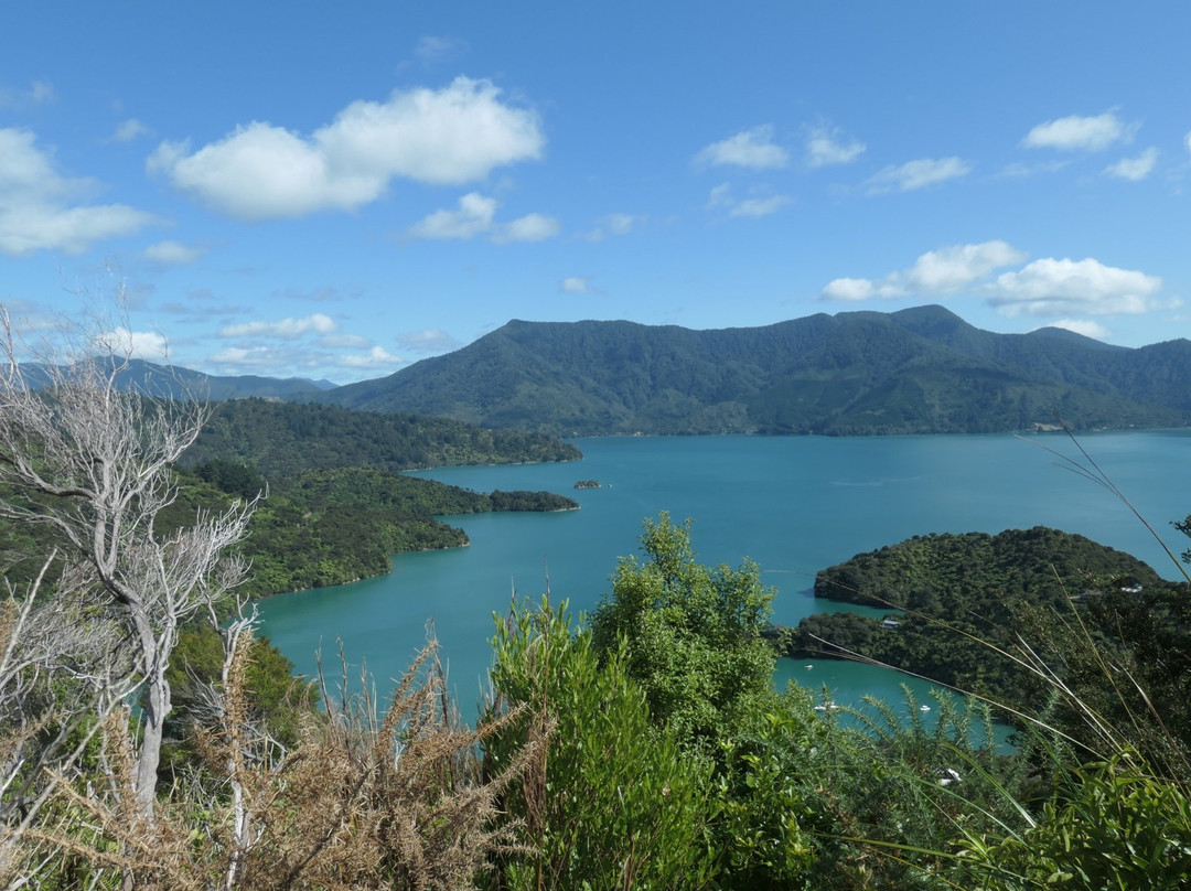Marlborough Sounds Adventure Company - Day Tours景点图片