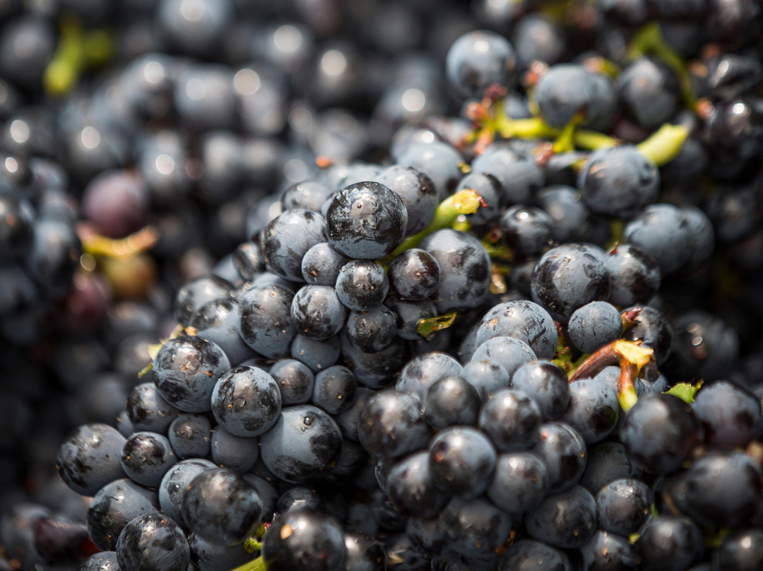 Champignol-lez-Mondeville旅游攻略图片