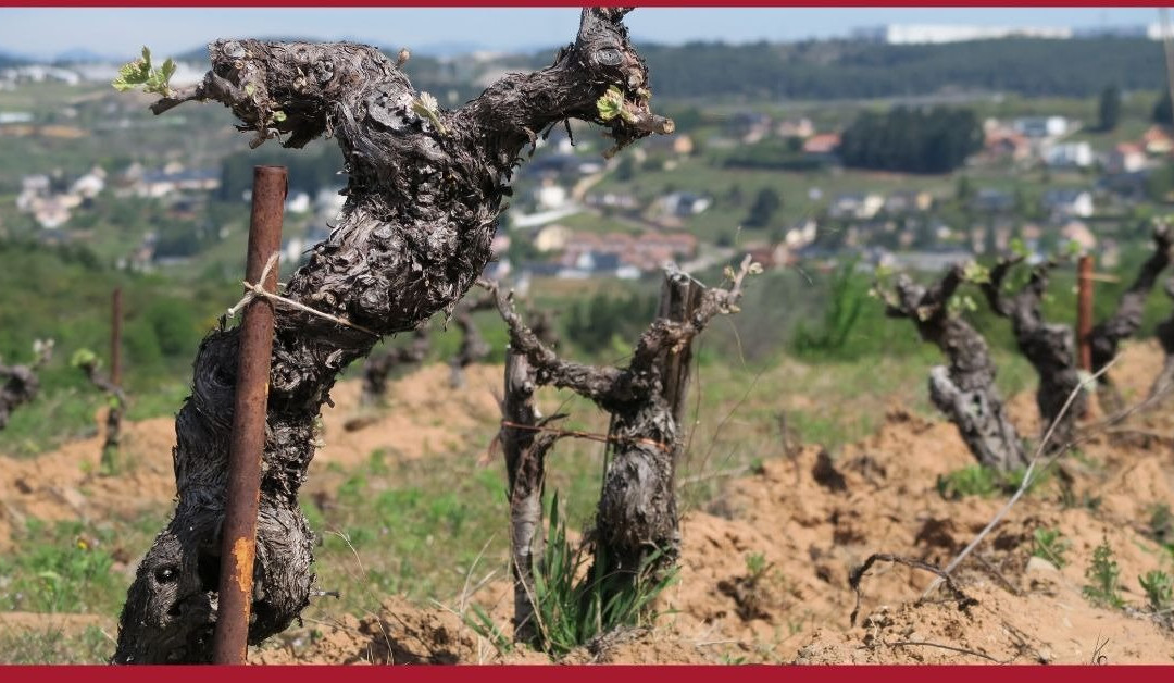 Viñedos & Bodega Encima Wines-Molinaseca必去景点