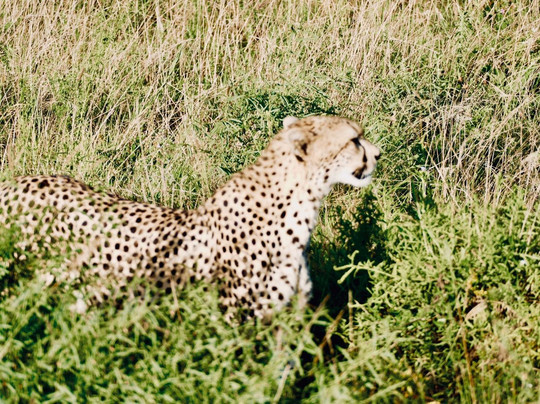 Kenya Watamu Safari-瓦塔木必去景点
