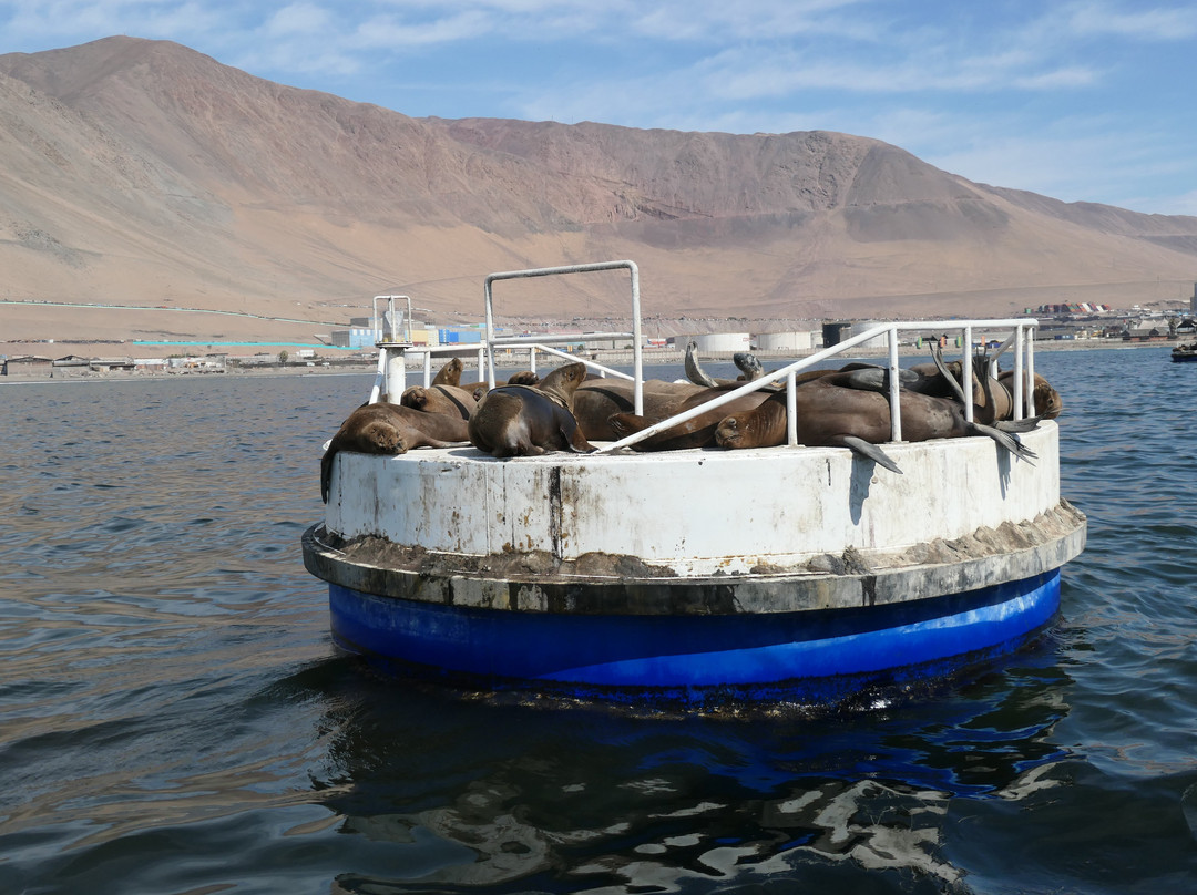 Boya Esmeralda de Iquique-伊基克必去景点